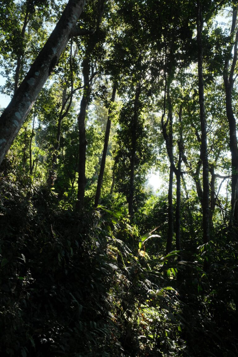 Forests of Sikkim